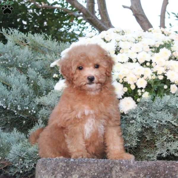 Dibs, Forever Puppy